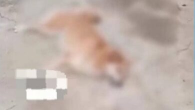 Ministerio Público de Bolívar investigará el envenenamiento masivo de mascotas en la comunidad de Villa Icabaru