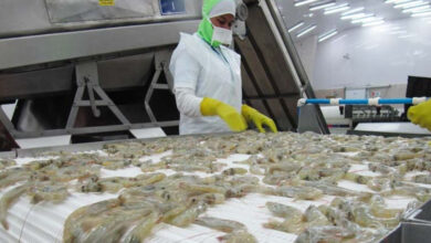 Venezuela ocupa el décimo lugar mundial como país exportador de camarón