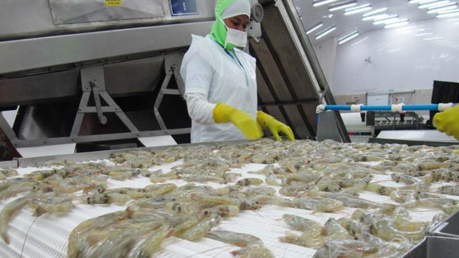 Venezuela ocupa el décimo lugar mundial como país exportador de camarón