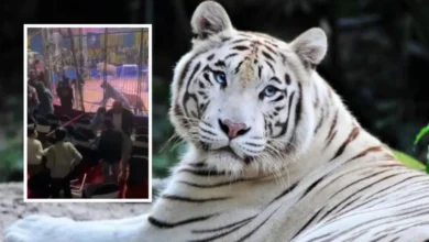 Tigre blanco ataca a su entrenador durante espectáculo de circo en Egipto