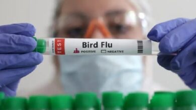 México confirma primer caso humano de gripe aviar