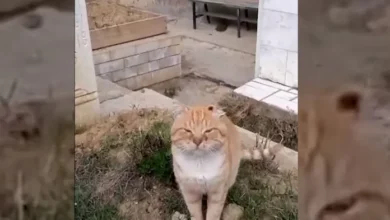 Muere gato que permaneció durante seis años en la tumba de su dueño
