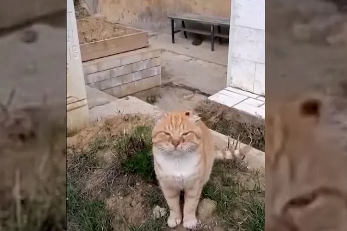 Muere gato que permaneció durante seis años en la tumba de su dueño