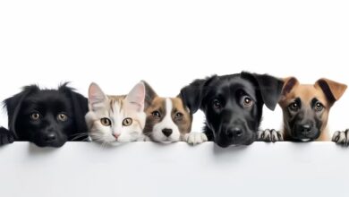 Tener perro o gato beneficia la salud del ser humano