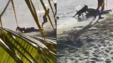 Pitbull atacó brutalmente a una mujer en playa de República Dominicana