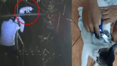 Detienen a «El Gato con Drogas»; michi intentaba ingresar marihuana y crack a la cárcel
