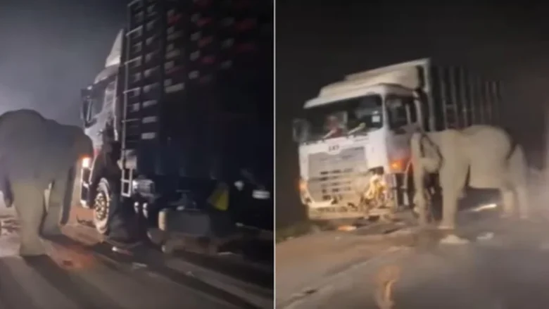 Elefante llora la muerte de su cría atropellada y la imagen conmovió al mundo (Video)