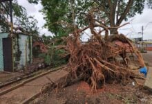 Solicitan ayuda para reparar daños ocasionado por caída de árbol en Los Godos