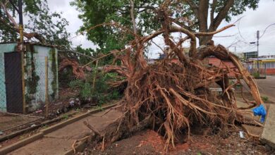 Solicitan ayuda para reparar daños ocasionado por caída de árbol en Los Godos