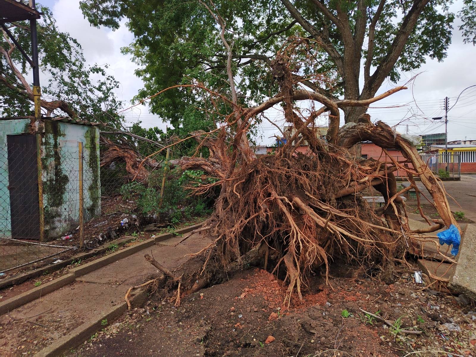 Solicitan ayuda para reparar daños ocasionado por caída de árbol en Los Godos