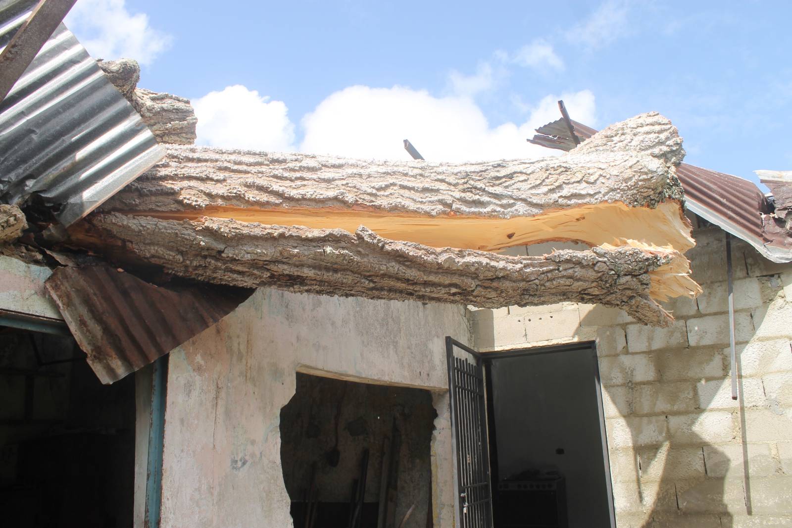 Familias de la Bomboná piden ayuda por caída de un árbol que afectó a tres viviendas
