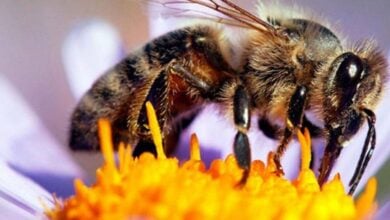 20 de mayo: Día Mundial de las Abejas, ¿por qué se celebra ese día?