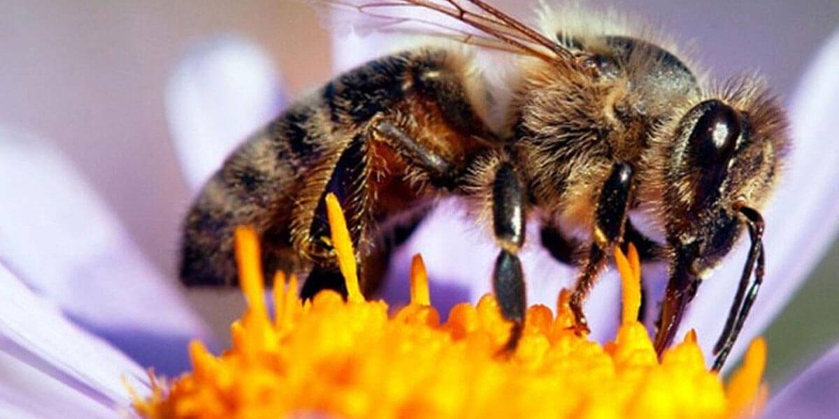 20 de mayo: Día Mundial de las Abejas, ¿por qué se celebra ese día?