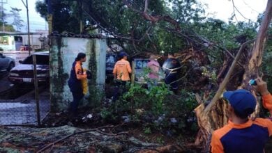 Caída de árbol en Los Godos afectó una vivienda y dos vehículos