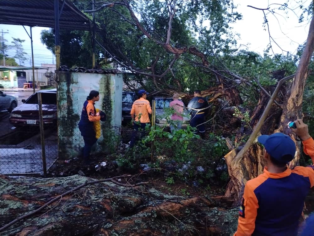 Caída de árbol en Los Godos afectó una vivienda y dos vehículos