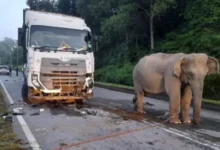 Elefante llora la muerte de su cría atropellada y la imagen conmovió al mundo (Video)