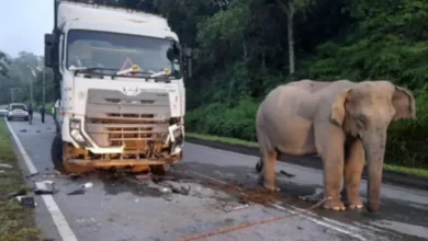 Elefante llora la muerte de su cría atropellada y la imagen conmovió al mundo (Video)