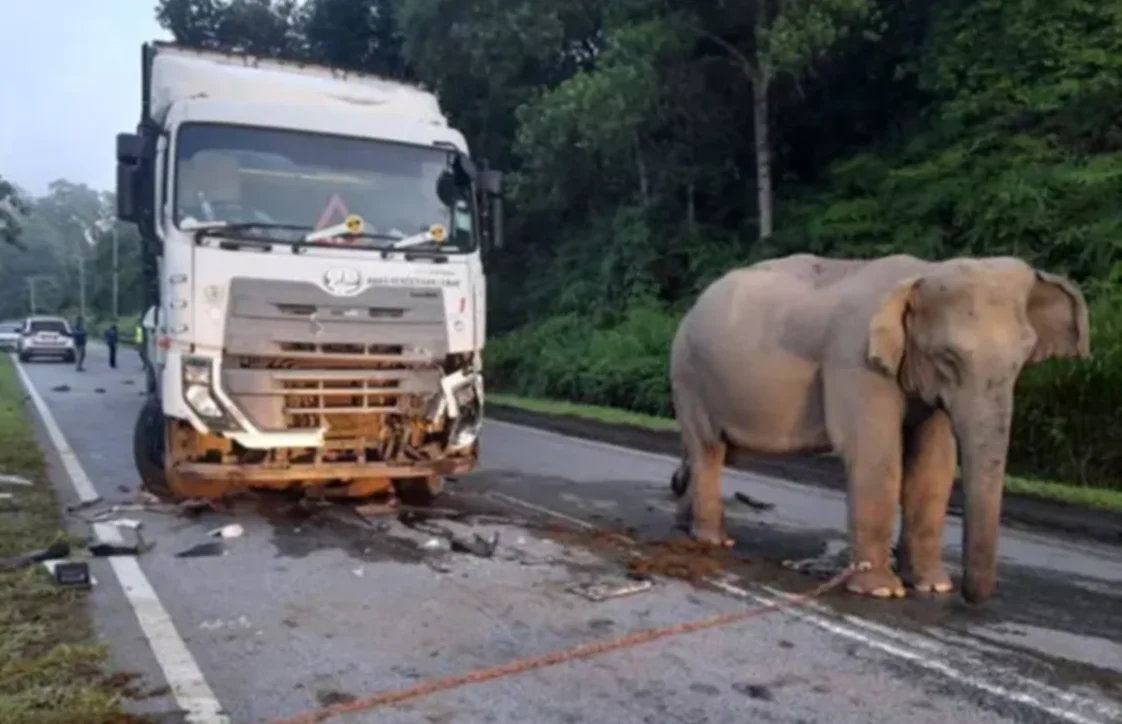 Elefante llora la muerte de su cría atropellada y la imagen conmovió al mundo (Video)