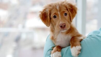 No intoxiques a tu cachorro: 7 alimentos peligrosos para mascotas pequeñas