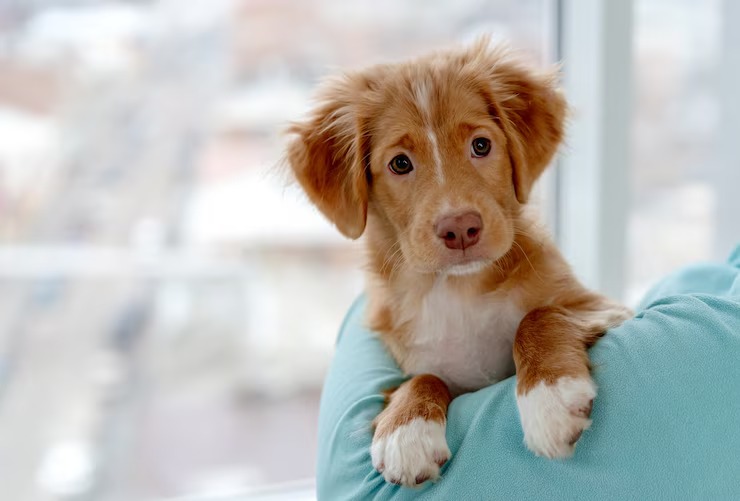 No intoxiques a tu cachorro: 7 alimentos peligrosos para mascotas pequeñas