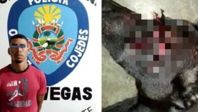 Detenido por agredir con objeto cortante a un perro porque le ladró