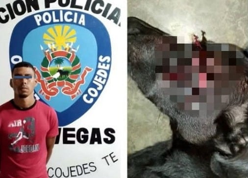 Detenido por agredir con objeto cortante a un perro porque le ladró
