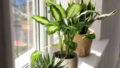 ¿Problemas de humedad? Estas plantas la absorberán