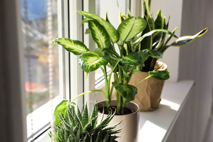 ¿Problemas de humedad? Estas plantas la absorberán