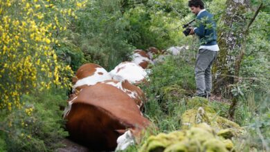Mueren al instante 27 vacas en España tras ser alcanzadas por un rayo