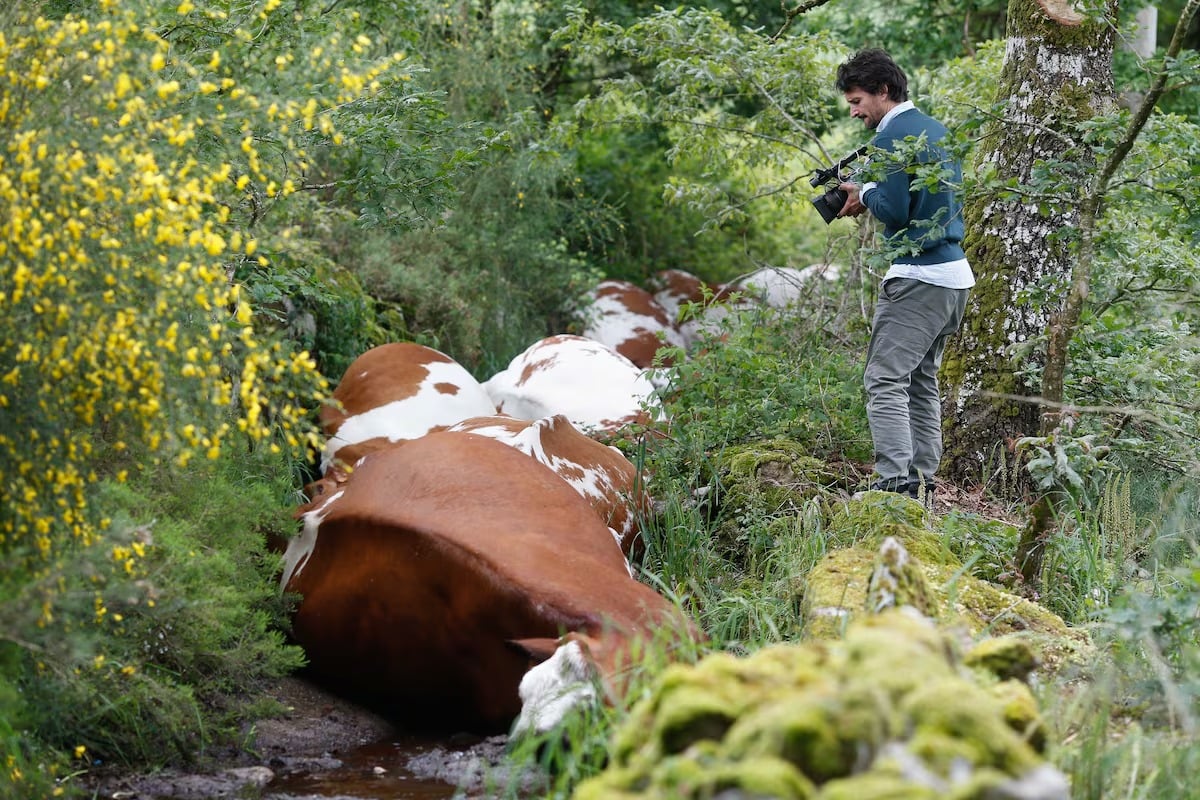 Mueren al instante 27 vacas en España tras ser alcanzadas por un rayo