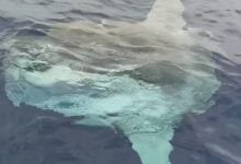 Avistan pez luna en las costas de La Guaira (+Video)