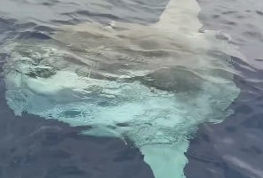 Avistan pez luna en las costas de La Guaira (+Video)