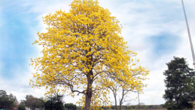 29 de mayo: Día del Araguaney como Árbol Nacional, emblema del pueblo de Venezuela