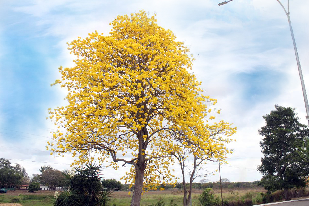 29 de mayo: Día del Araguaney como Árbol Nacional, emblema del pueblo de Venezuela