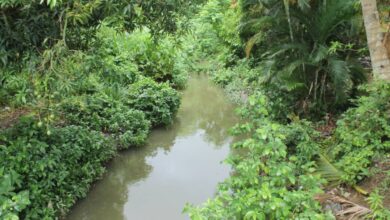 Habitantes del sector 5 de Julio piden desmalezamiento del caño
