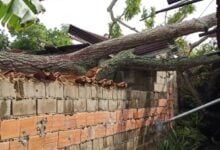 Tres viviendas afectadas tras caída de un árbol en sector La Bomboná