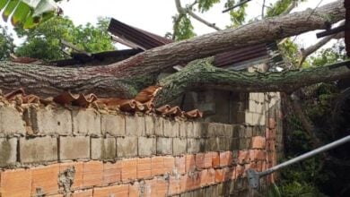 Tres viviendas afectadas tras caída de un árbol en sector La Bomboná