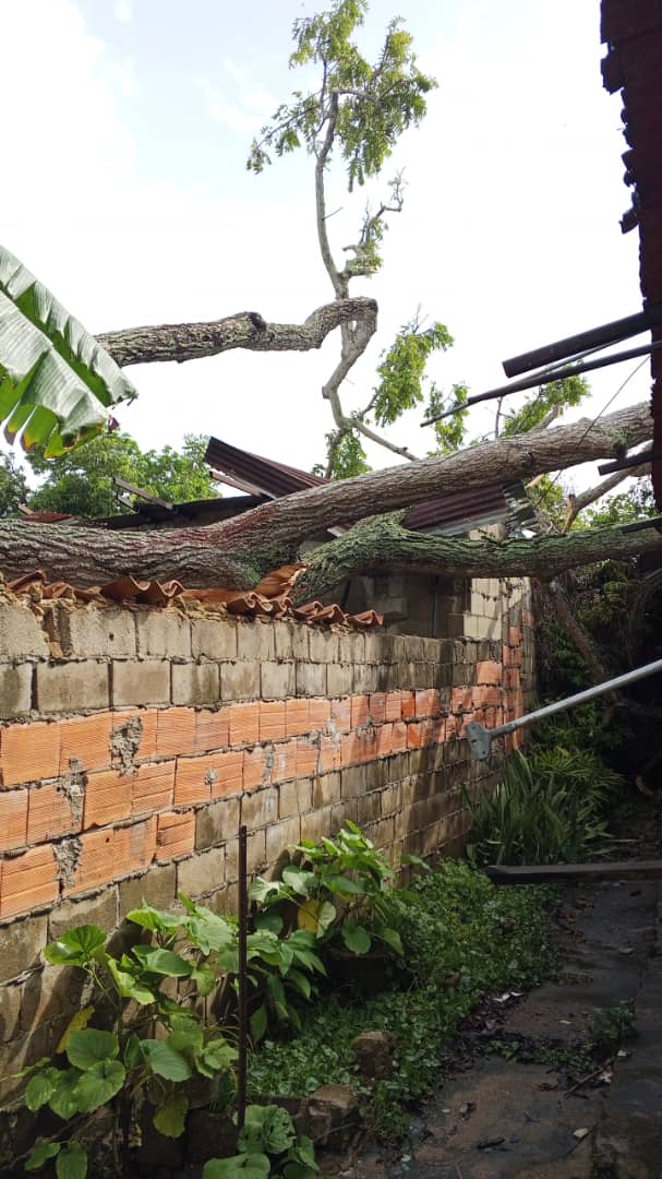 Tres viviendas afectadas tras caída de un árbol en sector La Bomboná