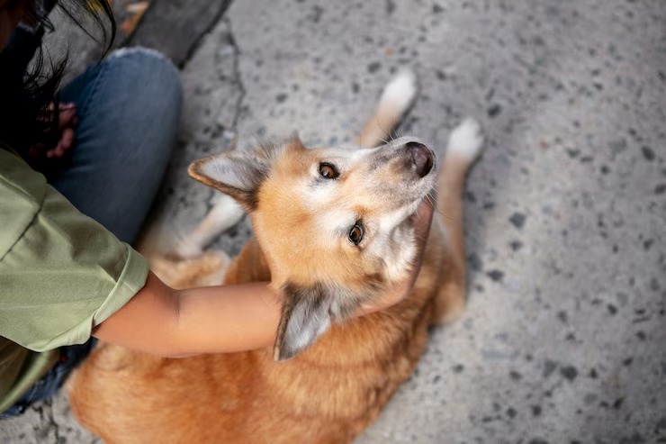 Rescatan a 50 perros maltratados en un apartamento