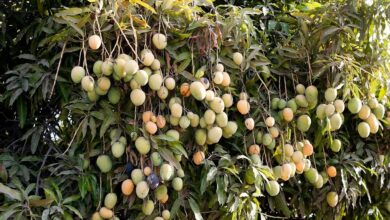 Hombre de 72 años murió al caer de un árbol de mango en Guárico