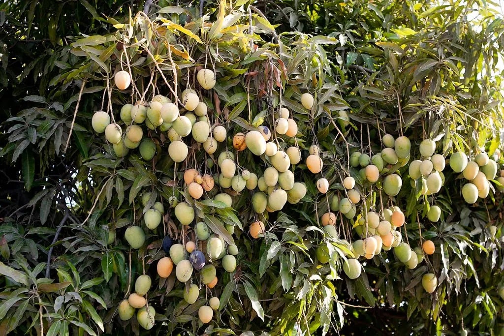 Hombre de 72 años murió al caer de un árbol de mango en Guárico