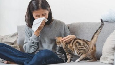 Rusia desarrolla primera vacuna contra la alergia a los gatos