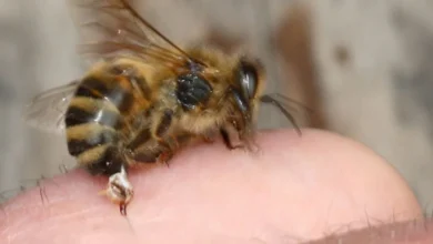 Hombre muere tras ser atacado por abejas en Bolívar