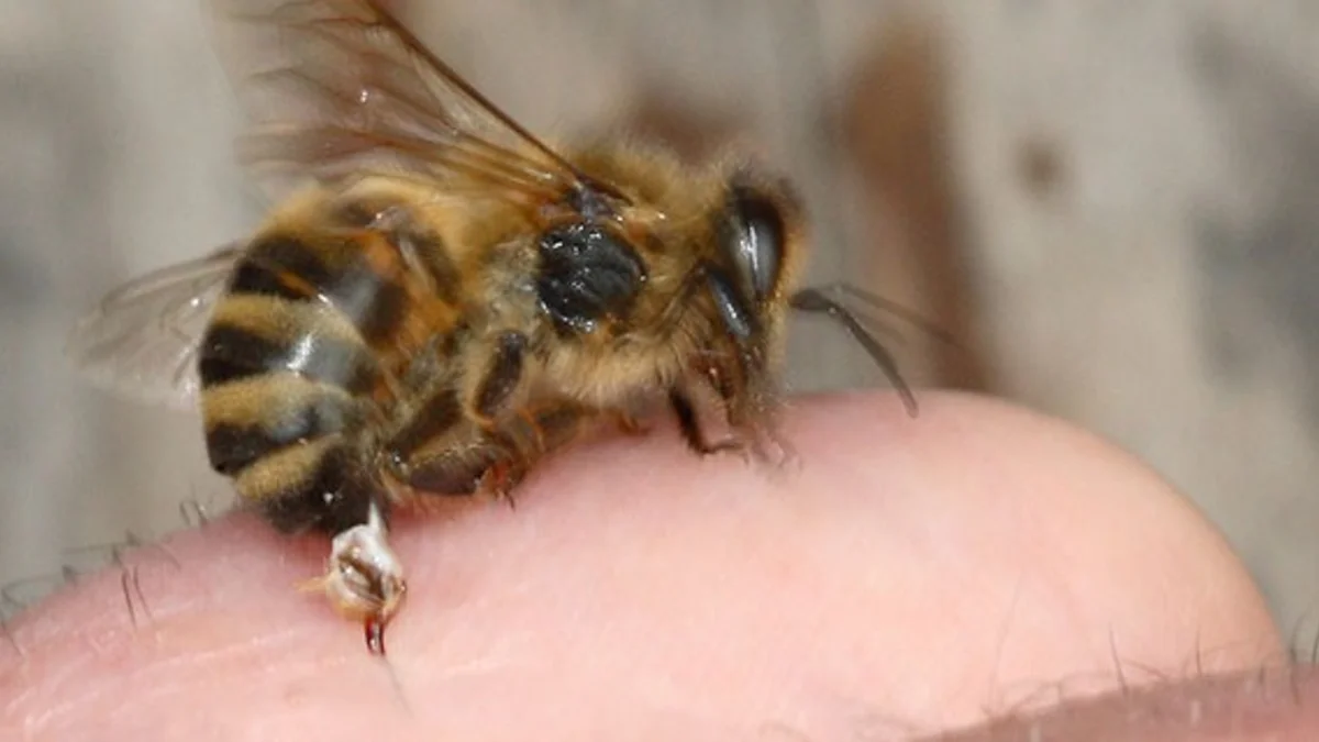 Hombre muere tras ser atacado por abejas en Bolívar