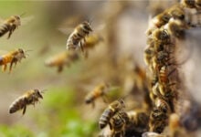 Murió septuagenario atacado por abejas africanas en Barinas