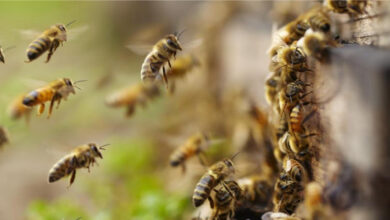 Murió septuagenario atacado por abejas africanas en Barinas