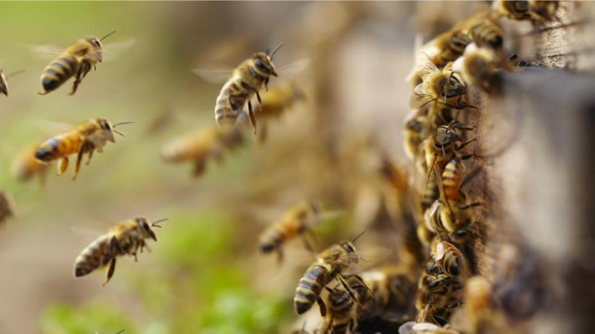 Murió septuagenario atacado por abejas africanas en Barinas