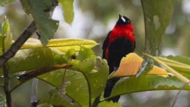 Descubren en Amazonas una nueva especie de ave registrada en Venezuela