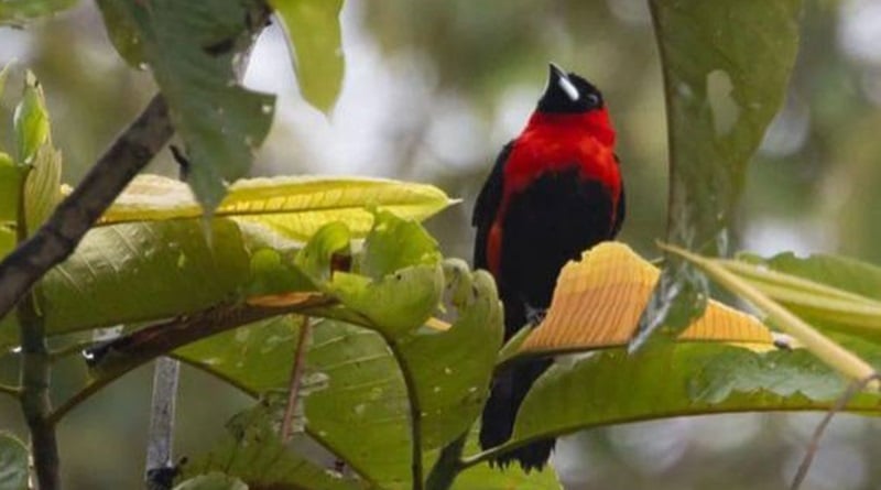 Descubren en Amazonas una nueva especie de ave registrada en Venezuela