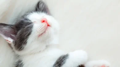 Los gatos pueden distinguir a su dueño usando solo el olfato